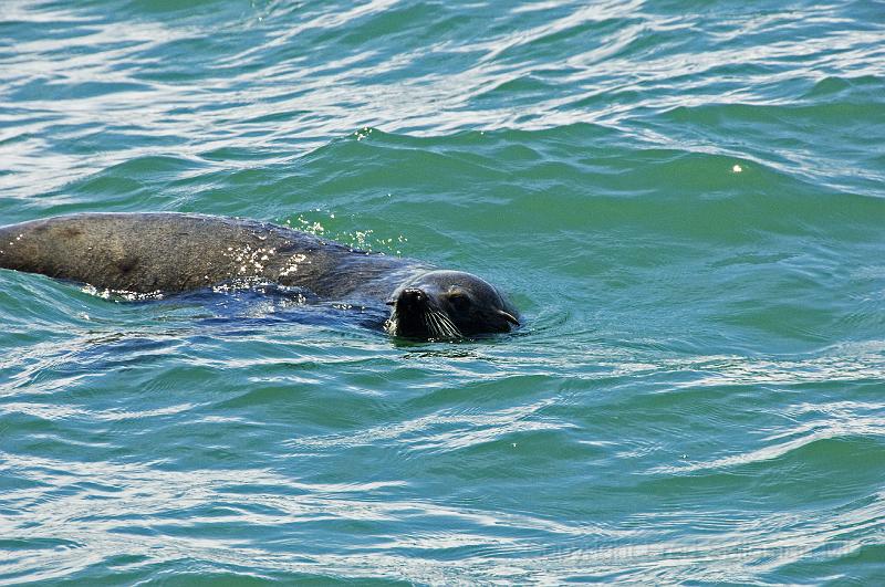 20071207_121554  D2X 4200x2800.jpg - Sea Lion near Sea Wolves Island, Punta del Este, Uraguay